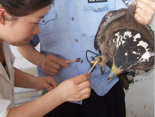 如何救助受傷的鳥？